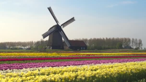 Rijen van bloeiende tulpen in front houten windmolen — Stockvideo