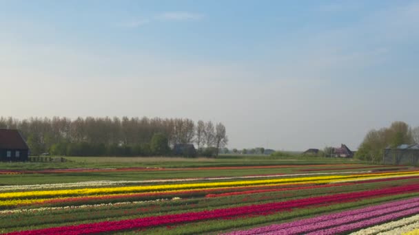 Rijen van bloeiende tulpen in front houten windmolen — Stockvideo