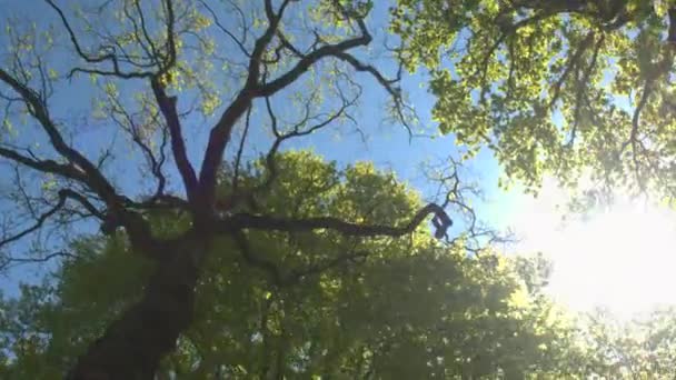 Soleil brille à travers les cimes des arbres verts  