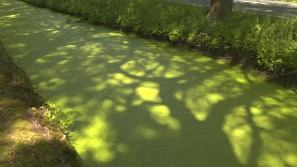 Algues poussant à la surface de l'eau stagnante — Video