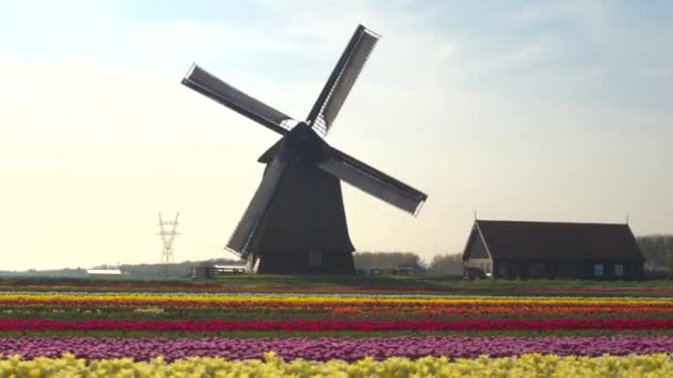 Filas de tulipanes florecientes en frente molino de viento de madera — Vídeos de Stock