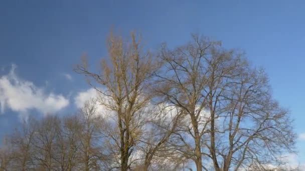 Frühlingswald bei sonnigem Tag — Stockvideo