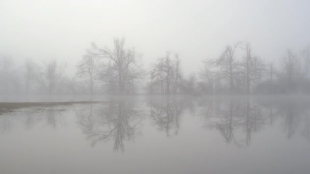 Camino en el bosque brumoso — Vídeos de Stock