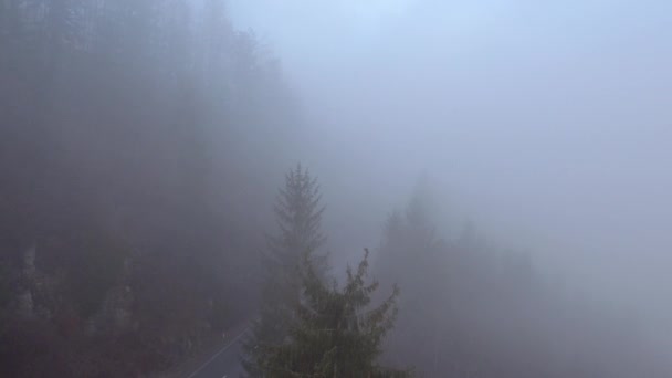 Foresta mistica nella nebbia — Video Stock