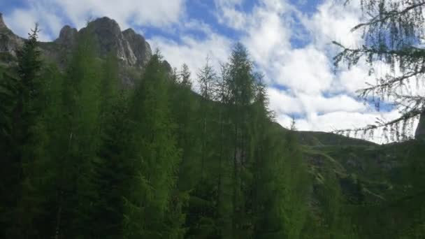 Гірський і зелений ліс — стокове відео