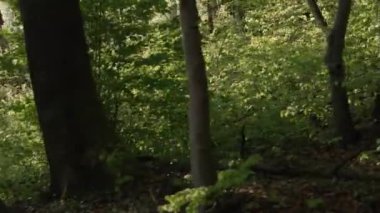 Güneşli bir günde yeşil yapraklar