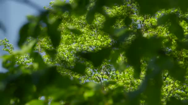 Green leaves in sunny day — Stock Video