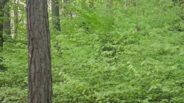 Groene bladeren op zonnige dag — Stockvideo