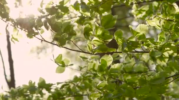 Foglie verdi nella foresta — Video Stock