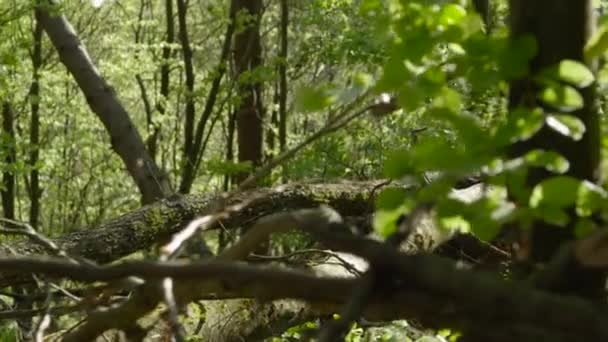 Hojas verdes en el bosque — Vídeos de Stock