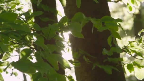 Зелене листя в глибокому лісі — стокове відео