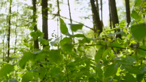 Hermoso bosque verde — Vídeo de stock