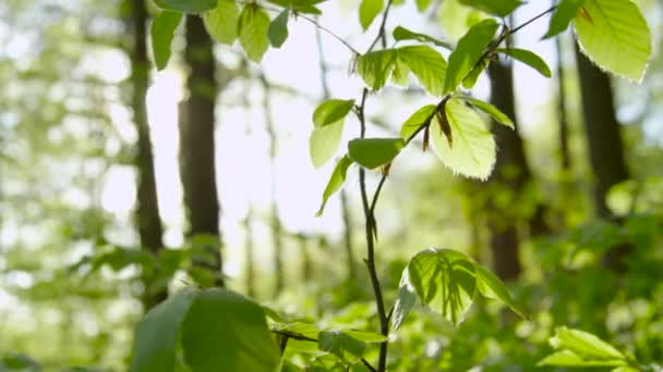 Hojas verdes en bosque profundo — Vídeo de stock