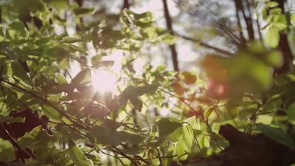 belles feuilles vertes