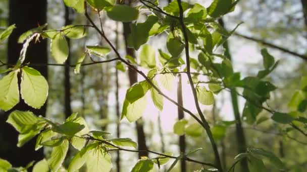 Krásné zelené listy — Stock video