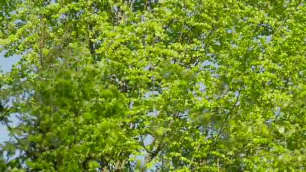 Hermoso bosque verde — Vídeo de stock