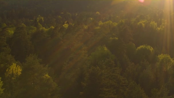 Mountain and beautiful forest — Stock Video