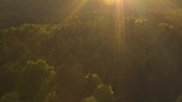 Montaña y hermoso bosque — Vídeo de stock