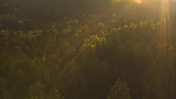 山と美しい森 — ストック動画
