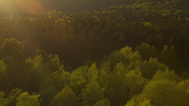 Montaña y bosque al amanecer — Vídeo de stock