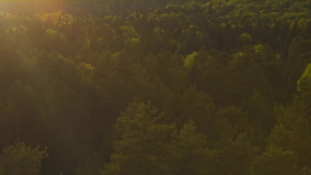 Berg und Wald im Sonnenaufgang — Stockvideo