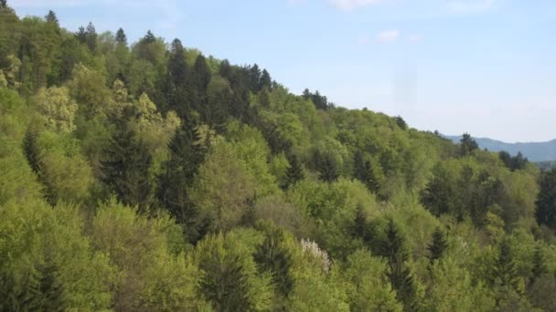 Berg och skog i solljus — Stockvideo