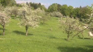 Bahçe ve yeşil orman