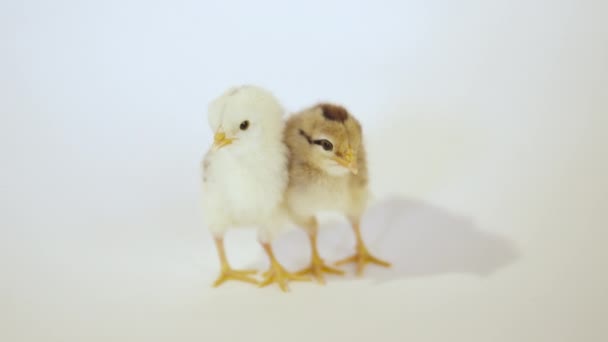 Deux petits poulets — Video