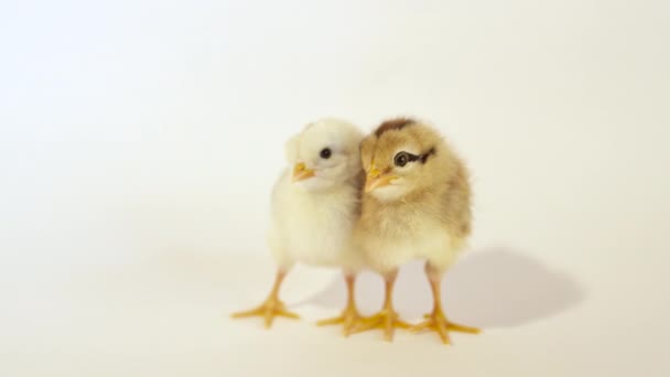 两个可爱的鸡 — 图库视频影像