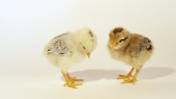 Två söt kyckling — Stockvideo