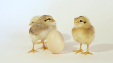 Üç sevimli tavuk ve yumurta 