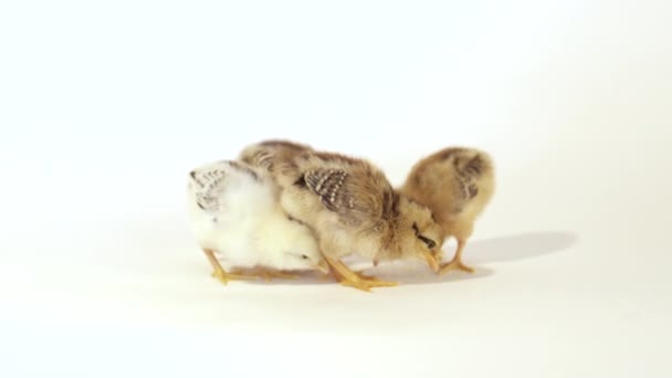 Fem söt kyckling — Stockvideo