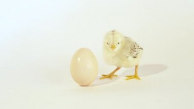 Sevimli küçük civciv ve yumurta