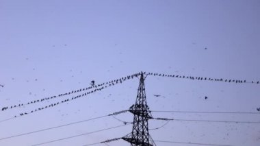 Güç hatları üzerinde oturan ve uçan kuşlar