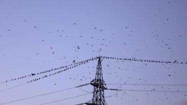 Güç hatları üzerinde oturan ve uçan kuşlar