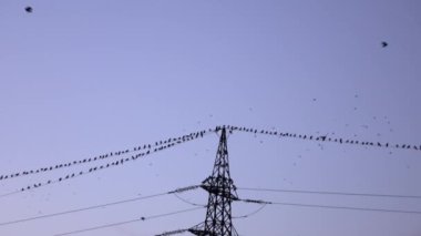 Güç hatları üzerinde oturan ve uçan kuşlar