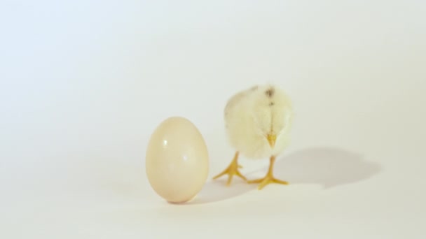 Cute little chick and egg — Stock Video
