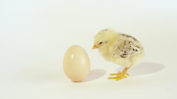 Милый маленький цыпленок с яйцом — стоковое видео