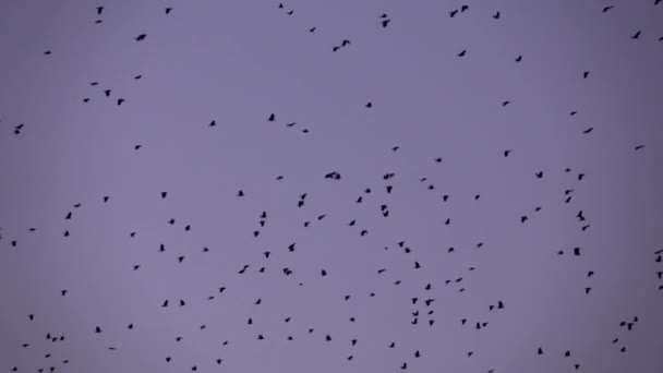 Aves volando contra el cielo púrpura amanecer — Vídeos de Stock