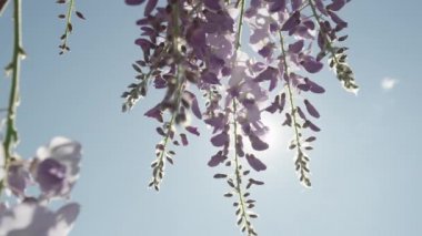 Çiçek açan wisteria çiçekler parlayan güneş