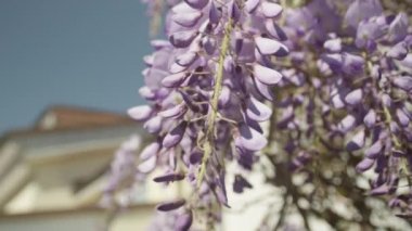 Güzel çiçek Menekşe wisteria çiçekler 