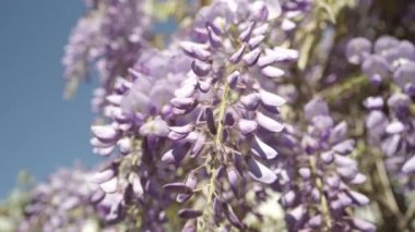 Güzel çiçek Menekşe wisteria çiçekler 