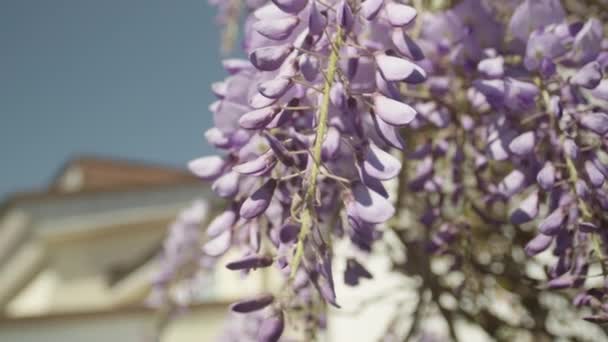 Hermosas flores de glicina violeta en flor — Vídeo de stock