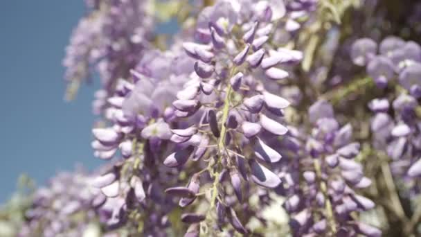 Красивые цветущие фиолетовые цветы вистерии — стоковое видео