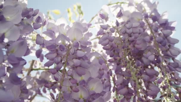Solen skiner genom blommande blåregn blommor — Stockvideo