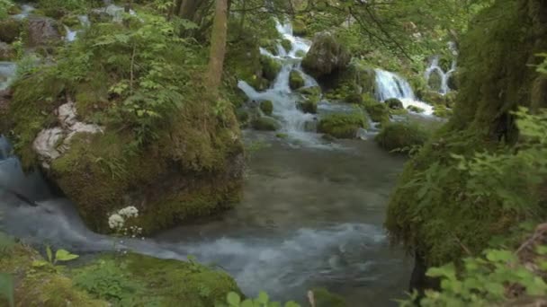 Río de montaña que fluye a través del bosque — Vídeos de Stock