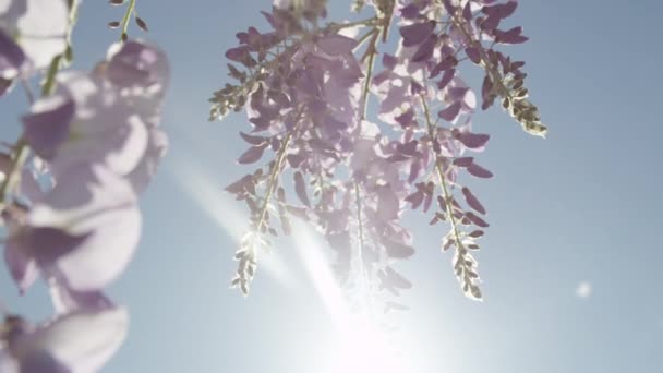 Zon schijnt door bloeiende blauweregen bloemen — Stockvideo