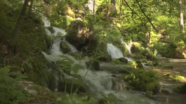 Горная река течет через лес — стоковое видео