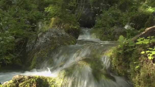 Río de montaña que fluye a través del bosque — Vídeo de stock