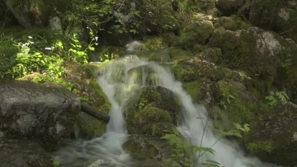 Горная река течет через лес — стоковое видео
